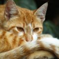 animal tristesse